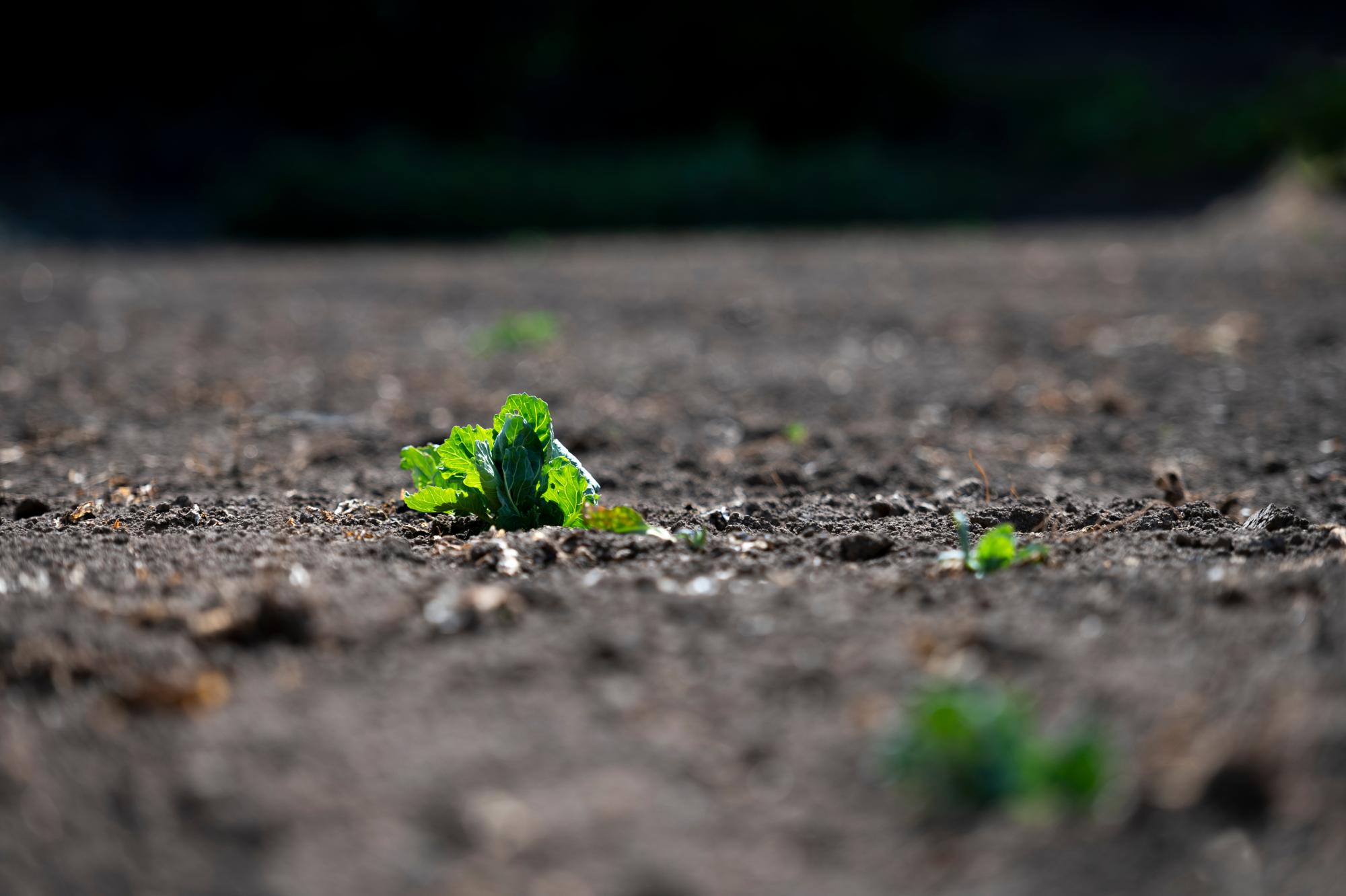 地球温暖化の何が良くないの？　その②