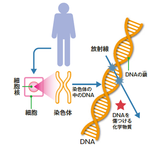 DNAと放射線