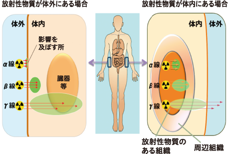 透過力と人体での影響範囲